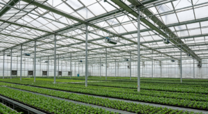 Crop‑Planting Greenhouse Structures - Agricultural Steel Buildings - yuechensteelbuilding.com