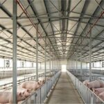 Livestock‑Breeding Steel Barns