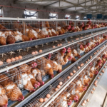 Livestock‑Breeding Steel Barns